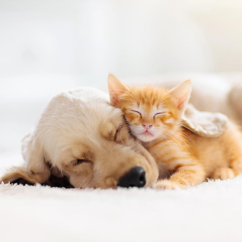 PETS